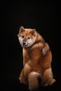 Dog on a black background. Furry Shiba Inu in the studio Royalty Free Stock Photo