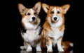 dog on a black background welsh corgi pembroke