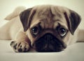 French buldog - black dog eyes staring close up. Dog face with big dog eyes. Royalty Free Stock Photo