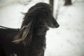 Dog with black hair. Afghan hound. Graceful animal. Beautiful pet Royalty Free Stock Photo