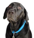 Dog black labrador Royalty Free Stock Photo