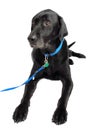 Dog black labrador Royalty Free Stock Photo