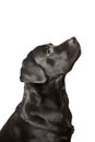The dog black labrador looks upwards. Royalty Free Stock Photo