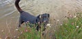 Dog black Labrador retriever beautiful portrait in water lake shore and flowers with green grass summer time Royalty Free Stock Photo