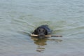 Dog, black labrador retrieving a stick from the water. Royalty Free Stock Photo