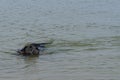 Dog, black labrador retrieving a stick from the water. Royalty Free Stock Photo