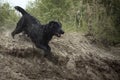 Dog, black labrador runs down the mountain Royalty Free Stock Photo