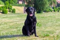 Dog black Labrador sitting on the grass Royalty Free Stock Photo
