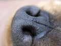 Dog black nose close up detail english cocker spaniel