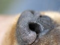 Dog black nose close up detail english cocker spaniel