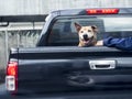 Dog on black pick up truck -back view