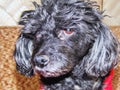 Dog black poodle Royalty Free Stock Photo