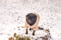 Dog black pug in golden clothes stands on stump on snow winter natural forest background