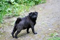 The dog a black pug looks back having escaped forward. She looks at the owner