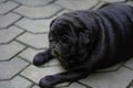 Dog - Black Pug take a photo in Chiang Mai.