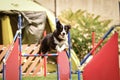 Dog black and white border collie is jumping over the hurdles.