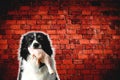 Dog Black and White Border Collie with Raw Meat Royalty Free Stock Photo