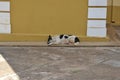 Dog. Black and white dog lying asleep in shade with wall in the background