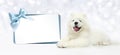 Dog with blank gift card isolated on blurred lights white Royalty Free Stock Photo