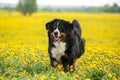 Dog on a blossoming yellow field