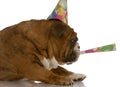 Dog blowing birthday horn Royalty Free Stock Photo