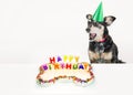 Dog Blowing Out Birthday Candles Royalty Free Stock Photo