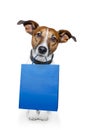 Dog blue bag Royalty Free Stock Photo