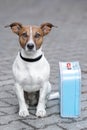 Dog with a blue bag Royalty Free Stock Photo