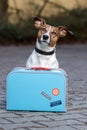 Dog with a blue bag Royalty Free Stock Photo