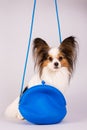 Dog in a blue bag Royalty Free Stock Photo