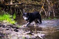 Dog with blue and brown eyes floats in the river. Dog hunter Royalty Free Stock Photo