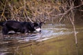 Dog with blue and brown eyes floats in the river. Dog hunter Royalty Free Stock Photo