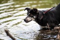 Dog with blue and brown eyes floats in the river. Dog hunter Royalty Free Stock Photo