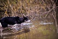 Dog with blue and brown eyes floats in the river. Dog hunter Royalty Free Stock Photo