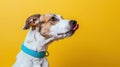 The dog with blue collar.AI generated image Royalty Free Stock Photo