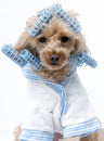 Dog in Blue Curlers Royalty Free Stock Photo