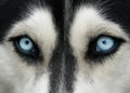 Dog blue eyes Royalty Free Stock Photo