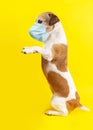 Dog in blue face sterile medical breathing mask. Royalty Free Stock Photo