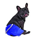 Dog in blue pants