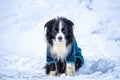 Dog in blue platen is sitting in snow in winter time. Royalty Free Stock Photo