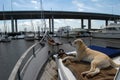 Dog on Boat Royalty Free Stock Photo