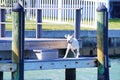 A dog is on the boat dock of a Luxury beach house Royalty Free Stock Photo