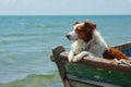 Dog on a boat near the beach. Small dog in a wooden boat on the lake. Generative AI Royalty Free Stock Photo