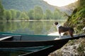 dog in a boat at sunrise. Beautiful pet on a morning walk. Adventure, Royalty Free Stock Photo