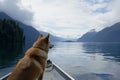 dog at boats prow with lake and mountains in distance