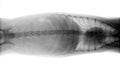 Dog body x-ray Royalty Free Stock Photo