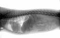 Dog body x-ray Royalty Free Stock Photo