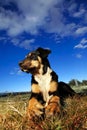 Dog with bone. Royalty Free Stock Photo