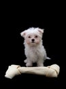 Dog with Bone Royalty Free Stock Photo
