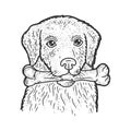 Dog with a bone in his teeth sketch vector